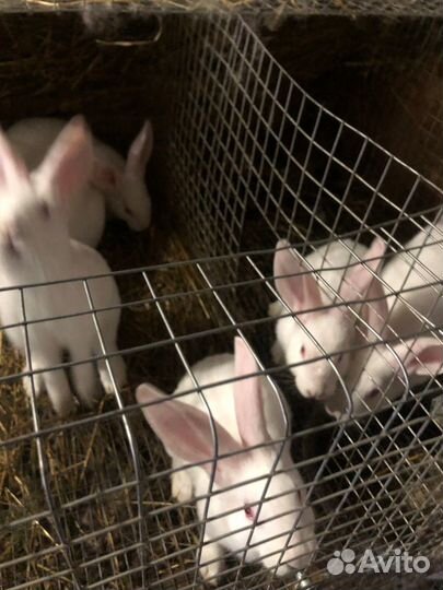 Кролик белый паннон