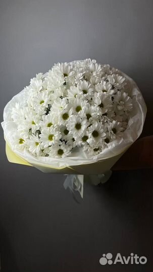 Хризантема ромашковая