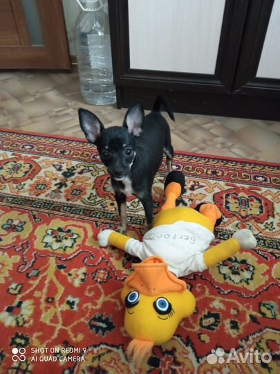 Передержка домашних животных