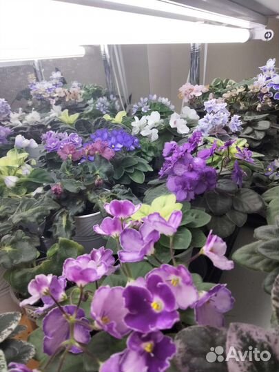 Меняюсь сортовыми мини фиалками