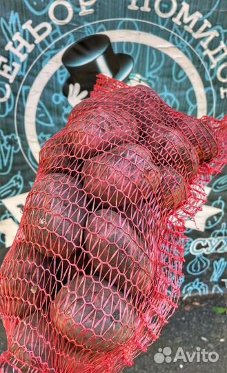 Картофель белый на хранение