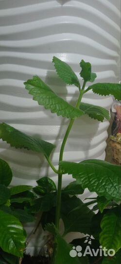 Мята комнатная в горшке