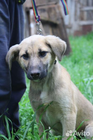 Отдам щенка небольшой собаки