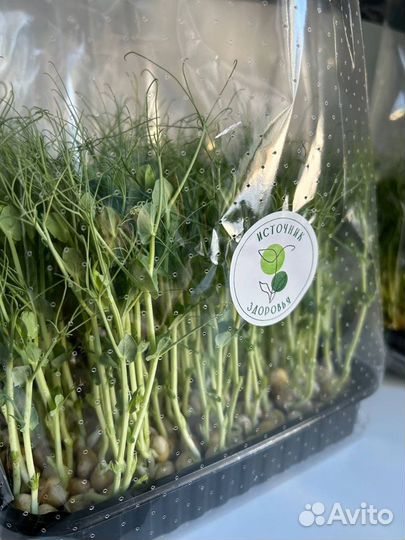 Микрозелень «Источник здоровья»