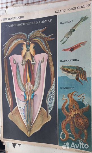 Плакаты обучающие СССР 3