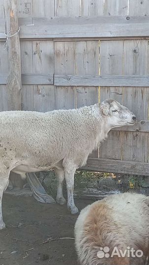 Баран на племя