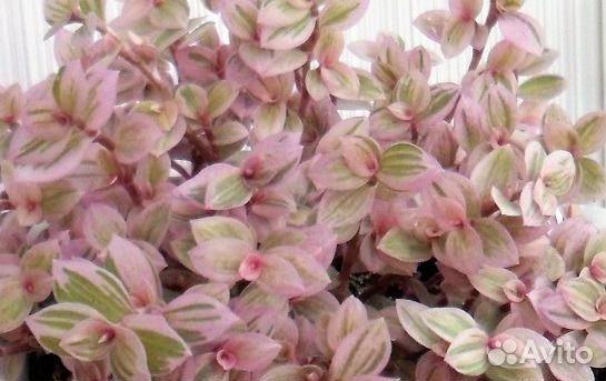 Каллизия мини Розовая Пантера (Pink Panther)