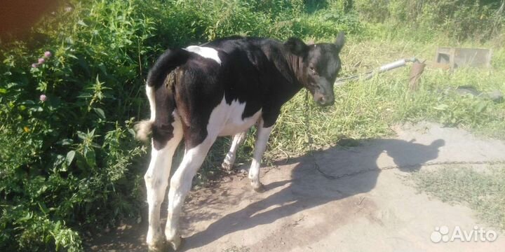 Корова,бычек,телочка