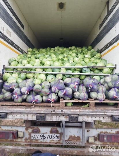 Капуста свежий урожай оптом