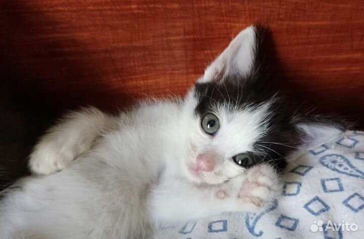 Котята, ищут дом и друзей в нём