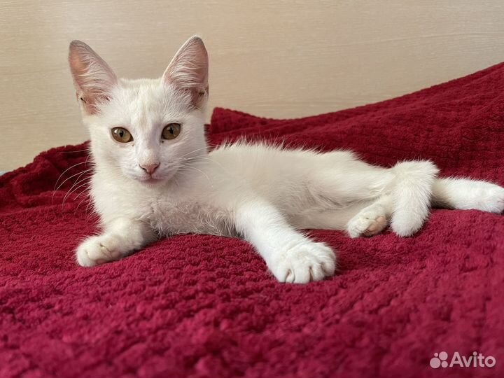 Котенок в добрые руки