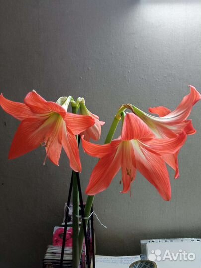 Гиппеаструм амариллис