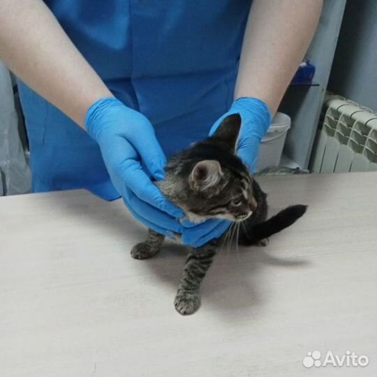 Котёнок в добрые руки