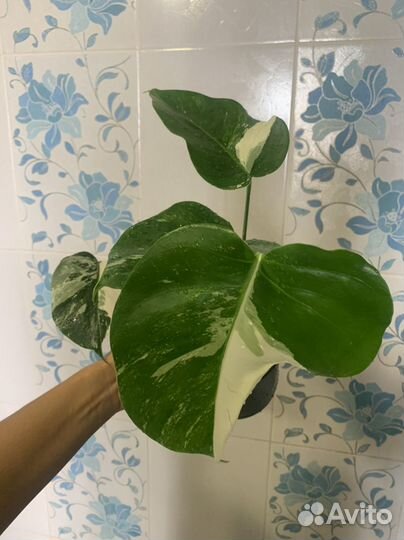 Монстера вариегатная Альба