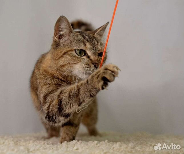 Молодая кошечка в добрые руки