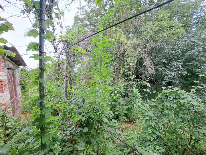 Участок 4,3 сот. (СНТ, ДНП)