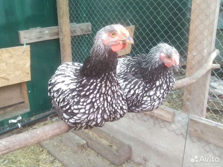 Петухи породистые, индоутки