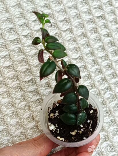 Колумнея Carnival, укорененный черенок