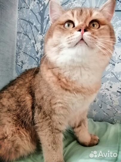 Шотландский кот на вязку