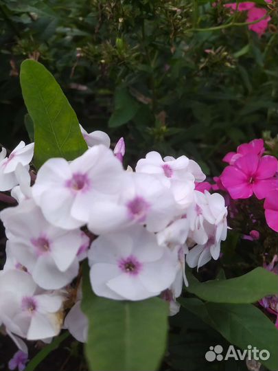 Флоксы сортовые