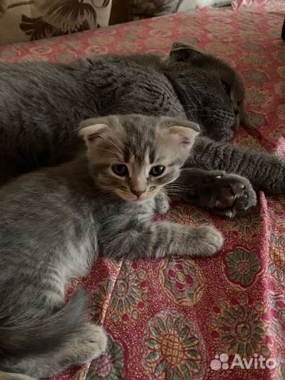 Котенок мальчик 9 недель