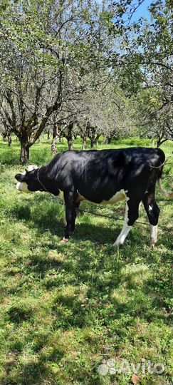 Нетель голштинка