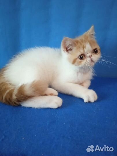 Экзотические короткошерстные котята