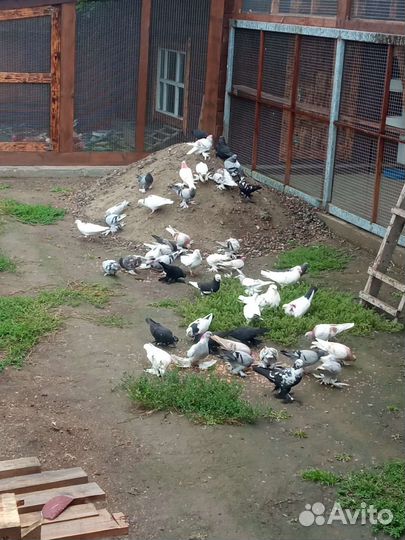 Продажа голубей