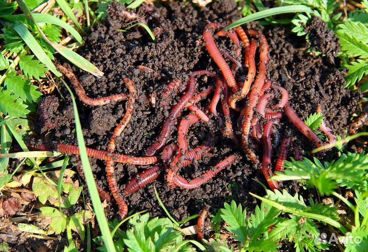 Дождевые калифорнийские черви