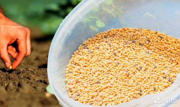 Горчица седираты оптом