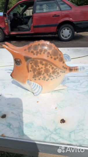 Рыбка коровка лфз