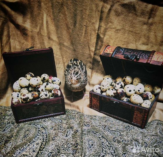 Яйца перепелиные