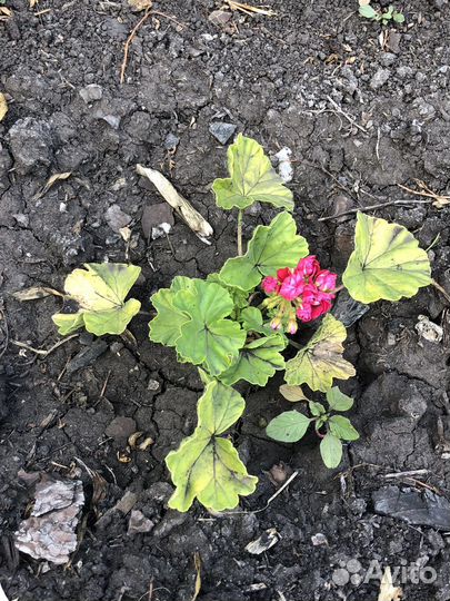 Пеларгония