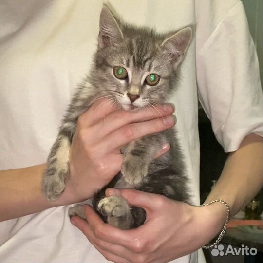 Ласковый котёнок В добрые руки