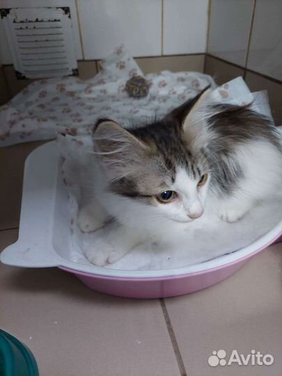 Кошечка в добрые руки