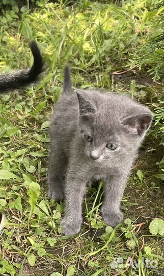 Домашние котята