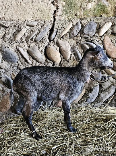 Камерунская коза 1,5 года