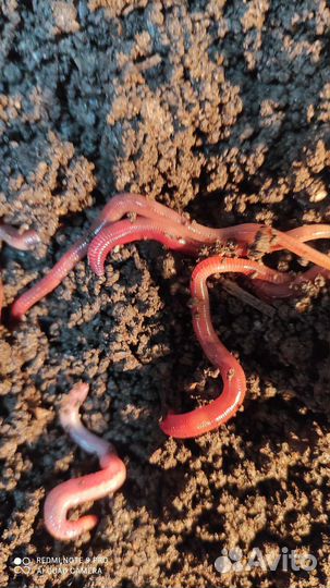 Дождевые черви