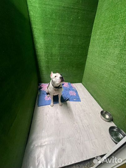 Зоогостиница для собак