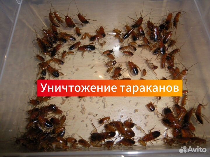 Уничтожение насекомых тараканов клопов