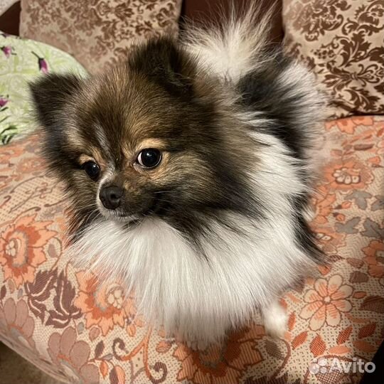 Немецкий шпиц