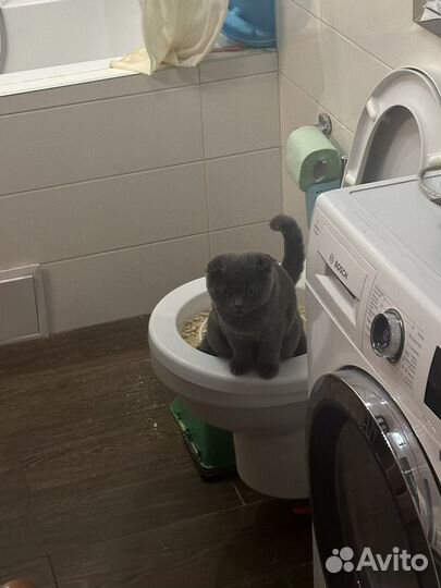 Шотландский вислоухий кот вязка