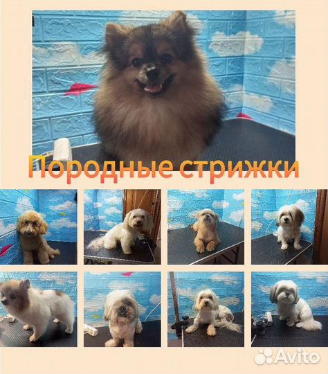 Груминг корги, грумер, стрижки собак и кошек