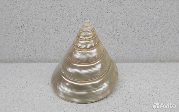 Трохус Нилотикус 11,5*10,4 морская ракушка