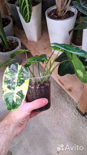 Филодендрон бурле маркс вариегатный