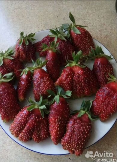 Купчиха рассада