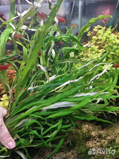 Набор из 15 растений в аквариум+доставка
