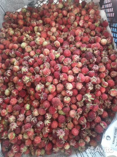 Лесная клубника