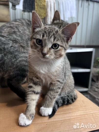 Милые котята в добрые руки