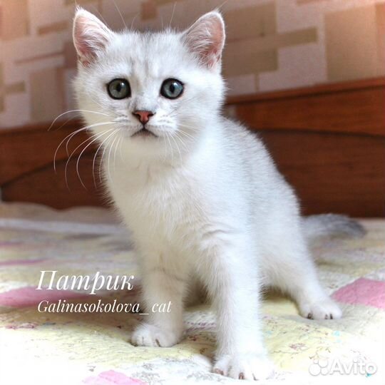 Патрик (мальчик британская серебристая шиншилла)